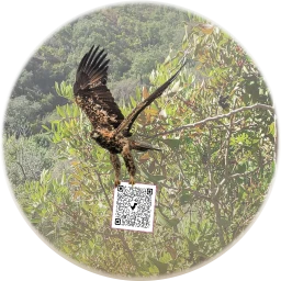 Águia-imperial-ibérica V5E icon